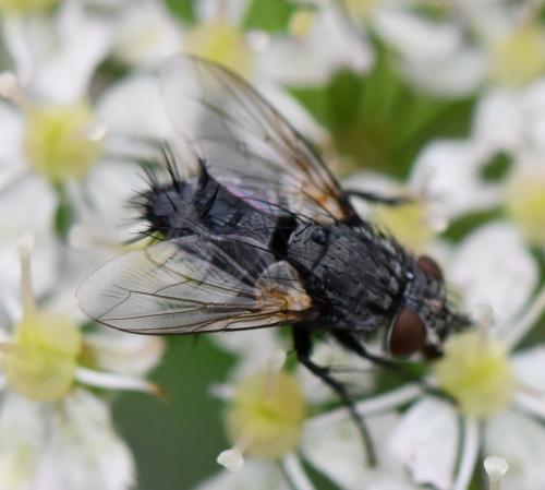 Lydella sp.